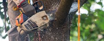 Trusted Hillsdale, MI  Tree Services Experts