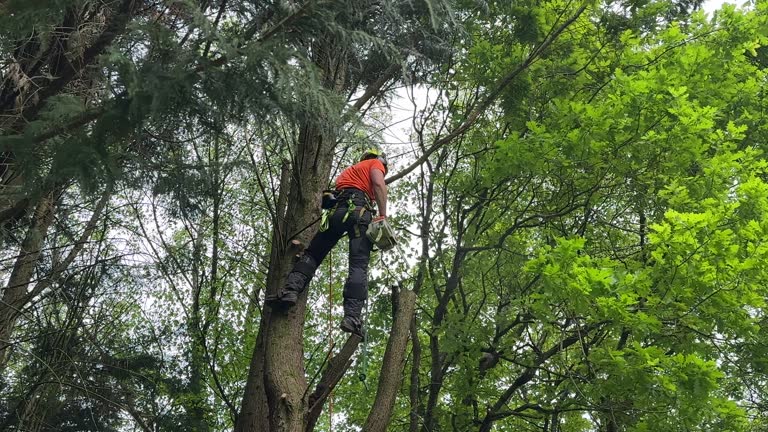 Best Fruit Tree Pruning  in Hillsdale, MI